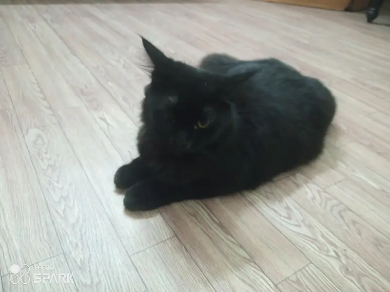 Percian Kitten Tririple coated — photo 4