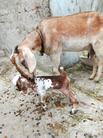The family has a goat, it is two years old, just one month old. Back