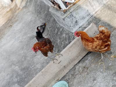 hens for urgent sale