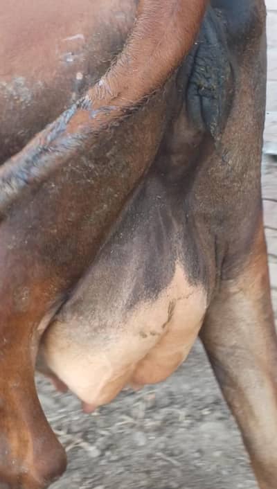 urgent sale jersey cross cow with sexed dose ki wachi