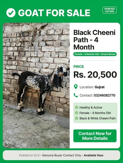 Black Cheeni Path - 4 Month Female - Healthy Active - Gujrat