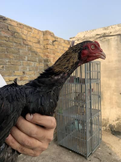 Mian wali murgha for sell 3 murgha han