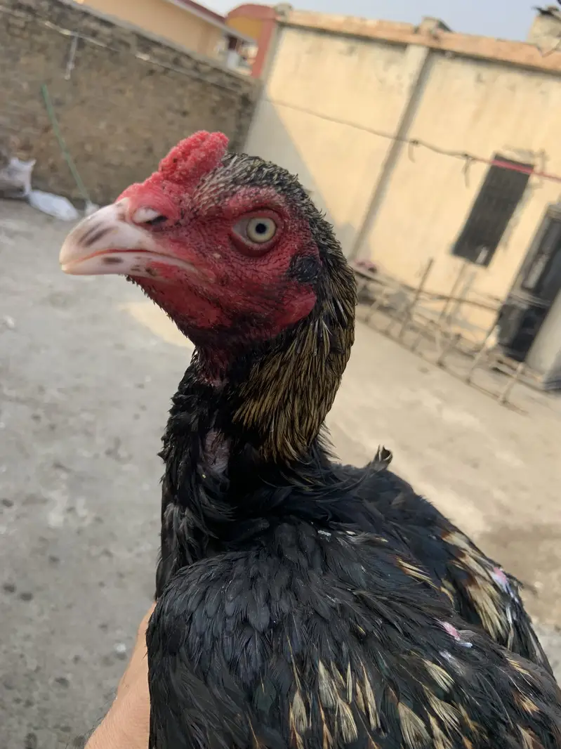 Mian wali murgha for sell 3 murgha han — photo 2