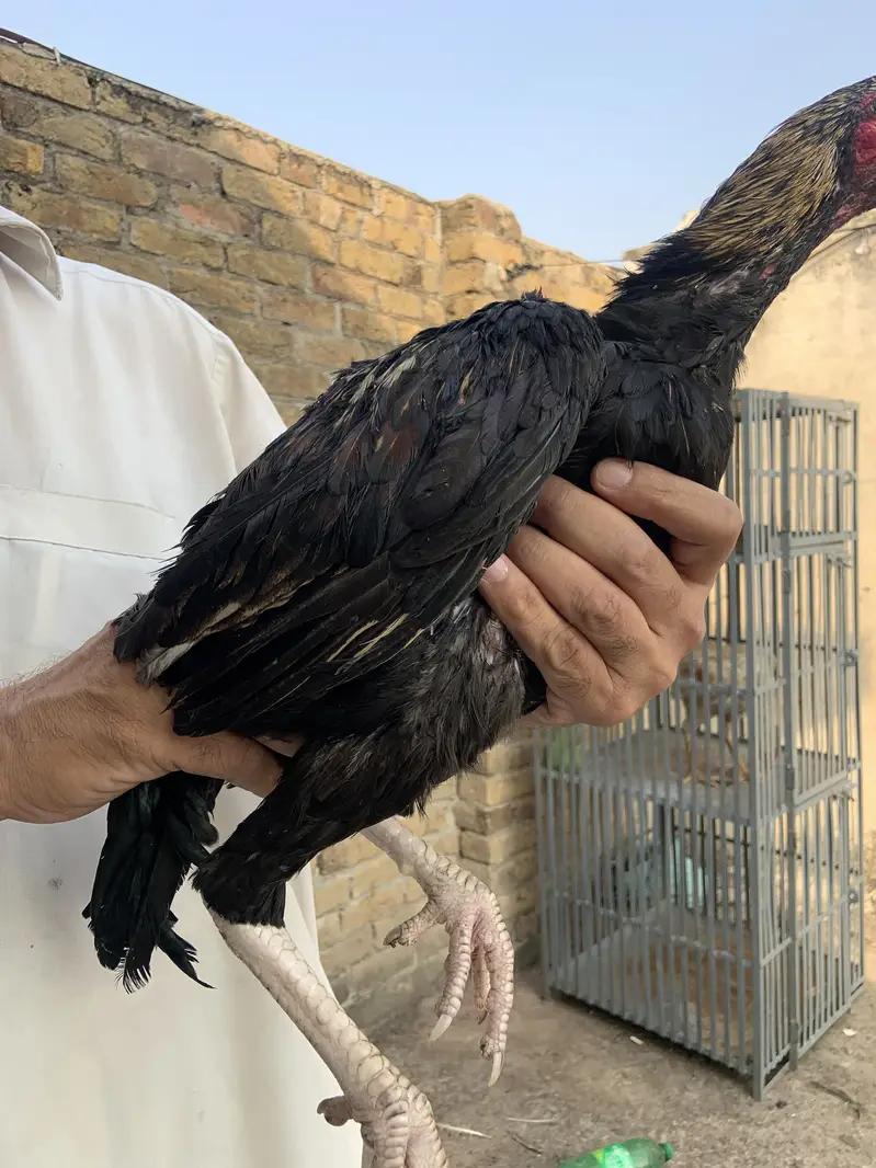 Mian wali murgha for sell 3 murgha han — photo 3