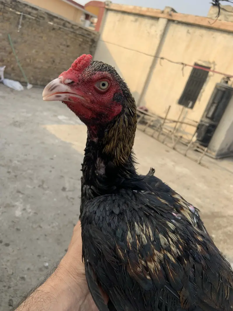 Mian wali murgha for sell 3 murgha han — photo 4
