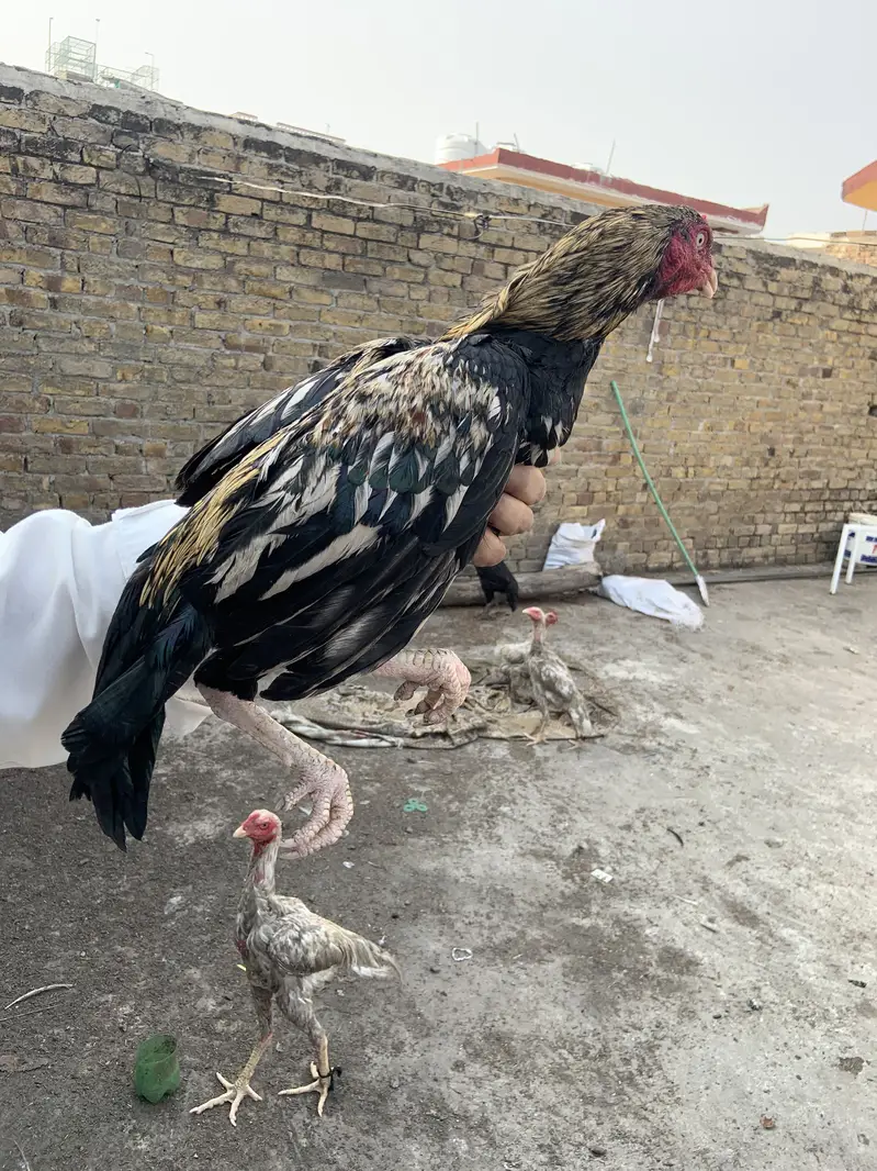 Mian wali murgha for sell 3 murgha han — photo 5