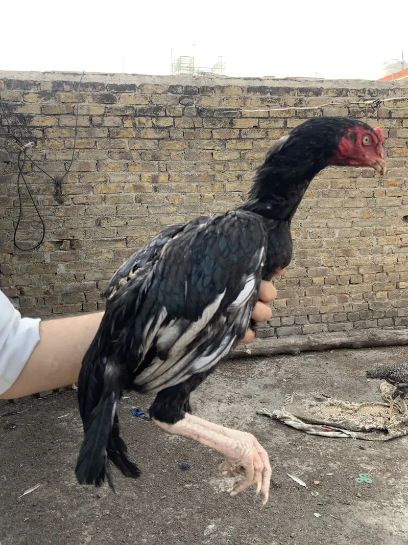 Mian wali murgha for sell 3 murgha han — photo 6