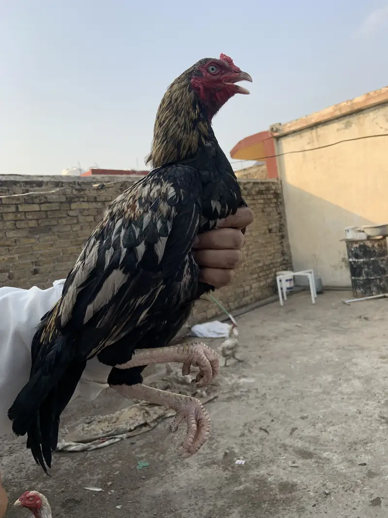 Mian wali murgha for sell 3 murgha han — photo 7