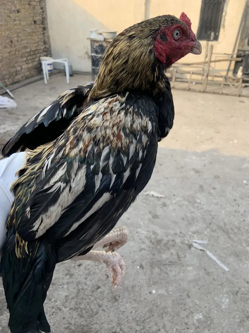 Mian wali murgha for sell 3 murgha han — photo 8