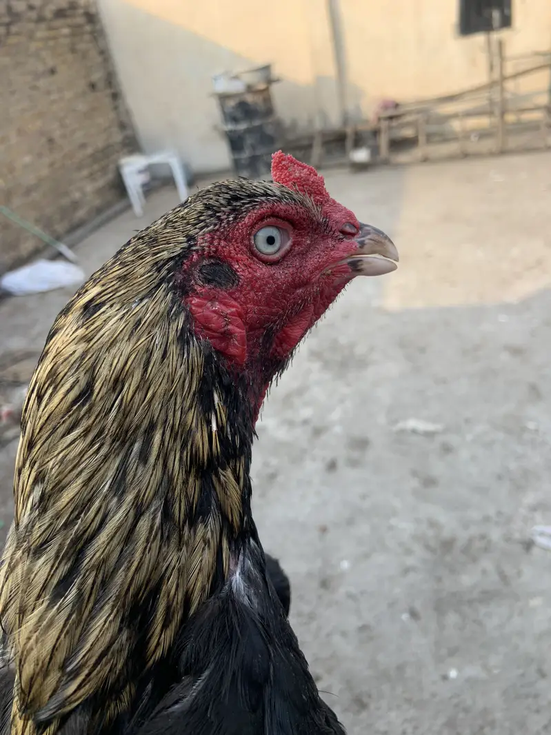 Mian wali murgha for sell 3 murgha han — photo 9