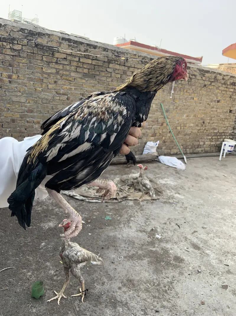 Mian wali murgha for sell 3 murgha han — photo 10