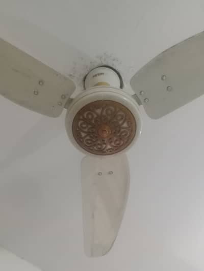 Royal Fan