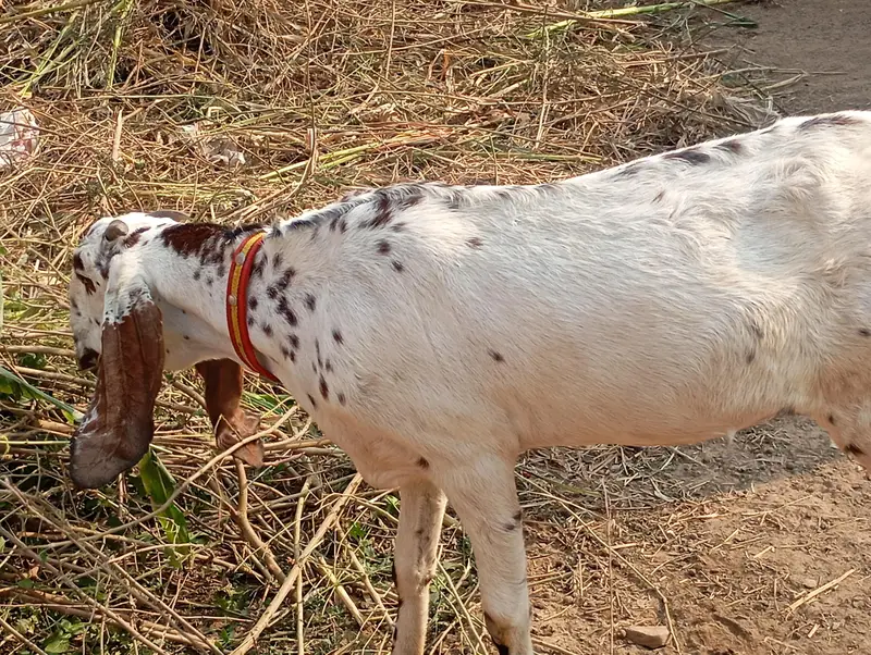 makhi cheeni bakri 1 mahina ki gabban lakin khali samjh kr deni hy — photo 2