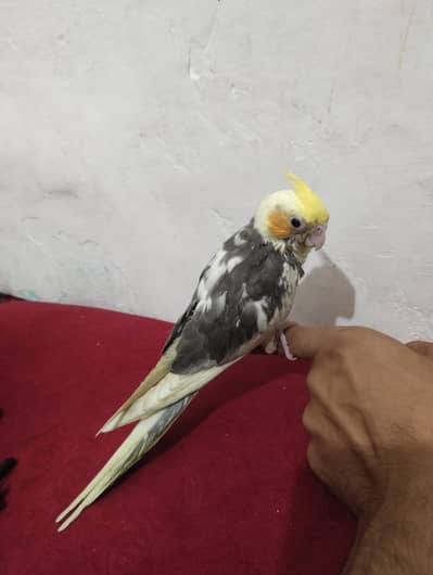Hand tame split cocktail for sale free flight trained