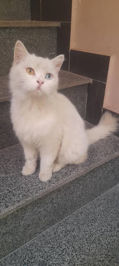 cat c