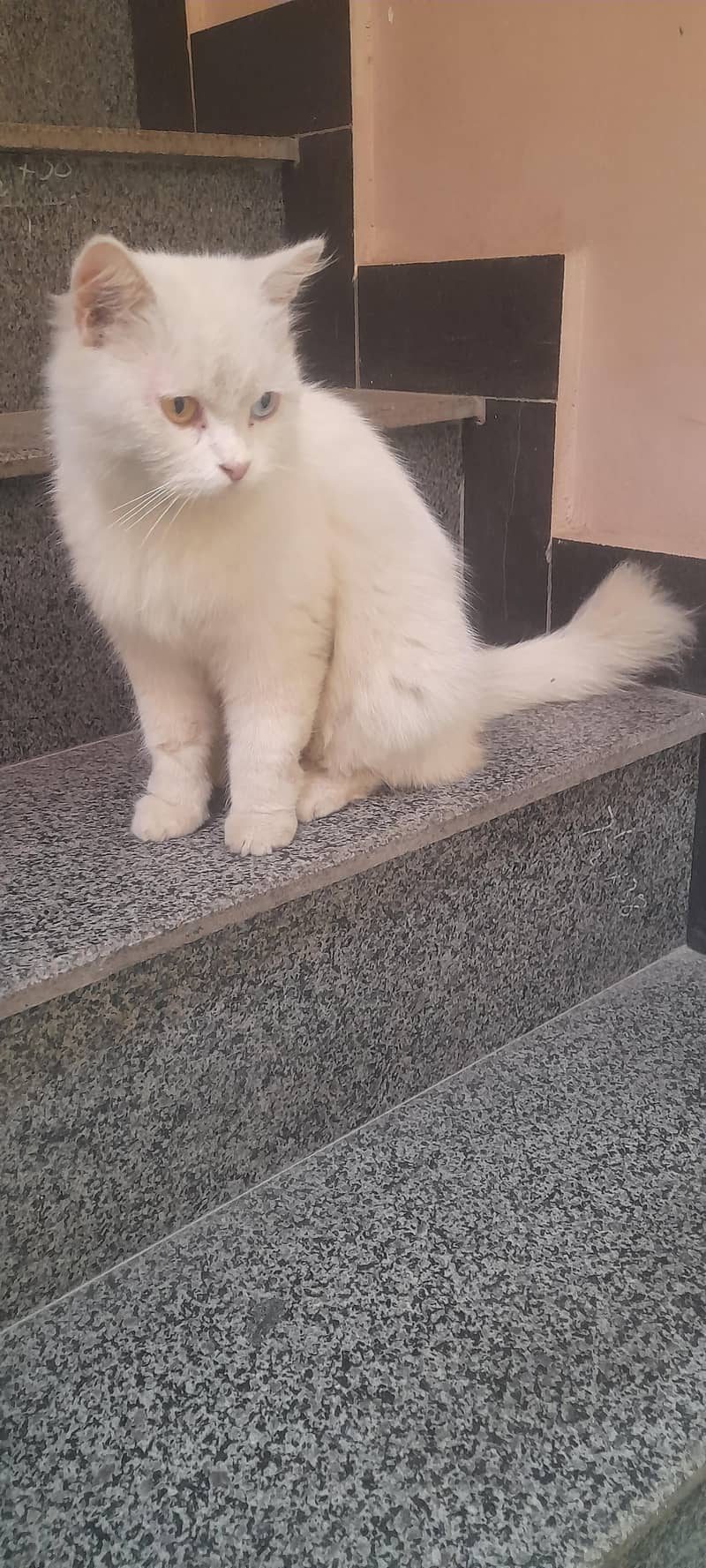cat c 1
