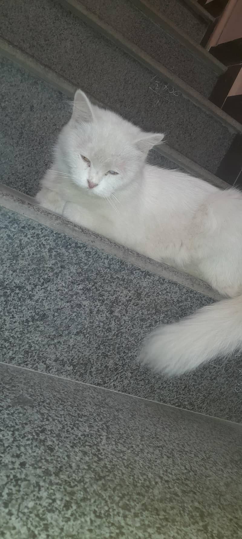 cat c 2