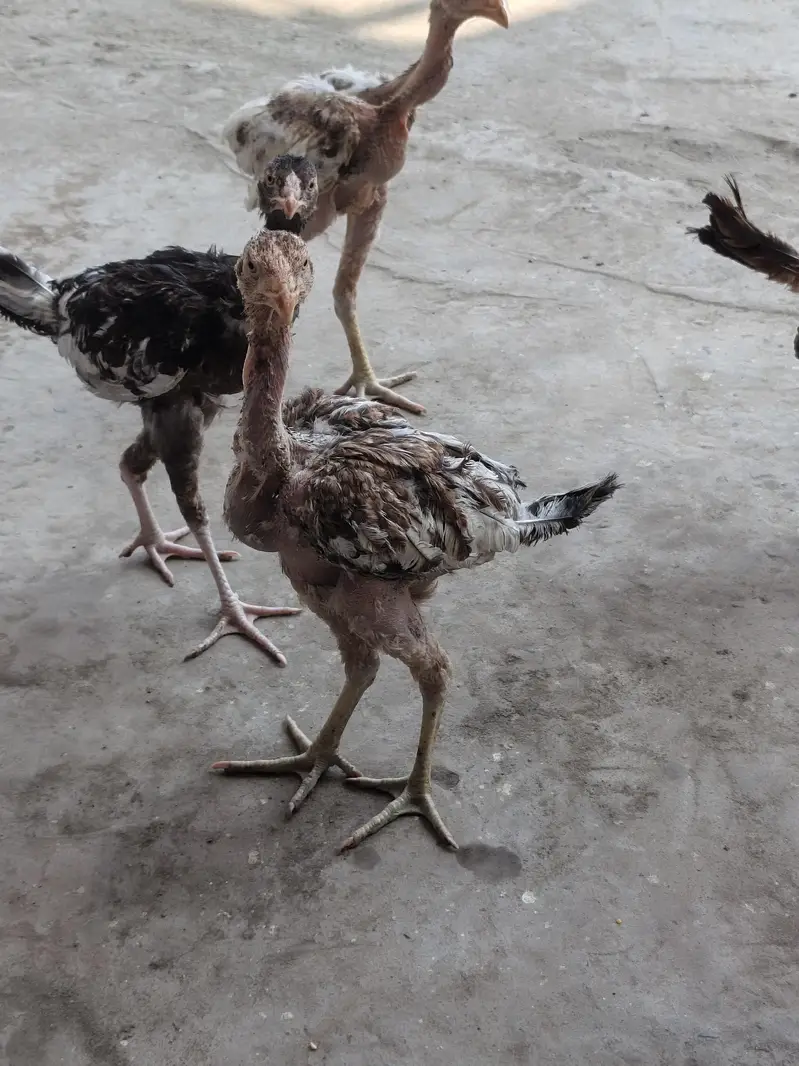 Aseel Patha — photo 4