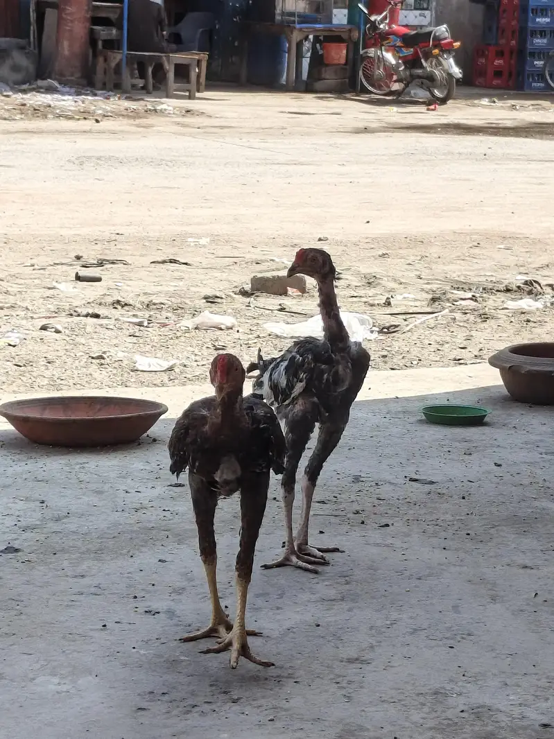 Aseel Patha — photo 5