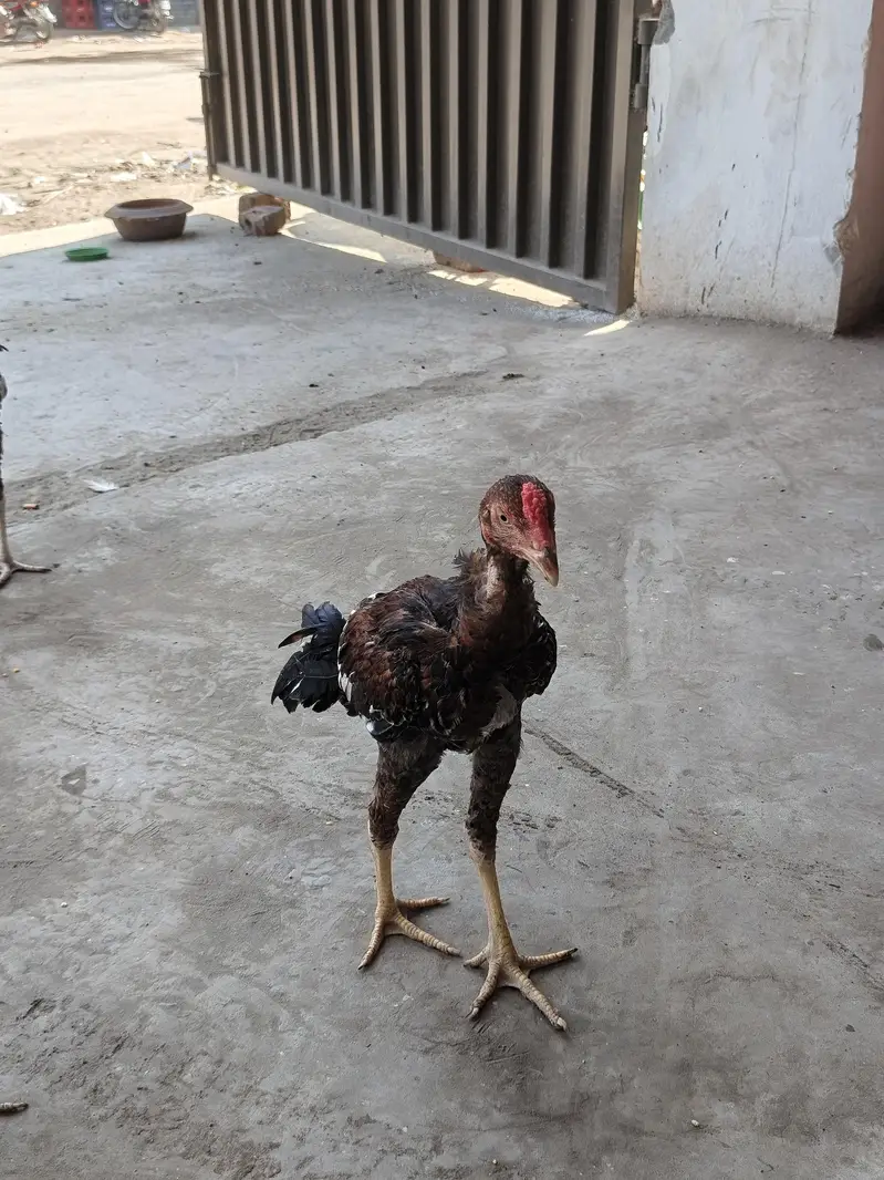 Aseel Patha — photo 6