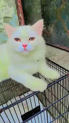 Cat for Sale