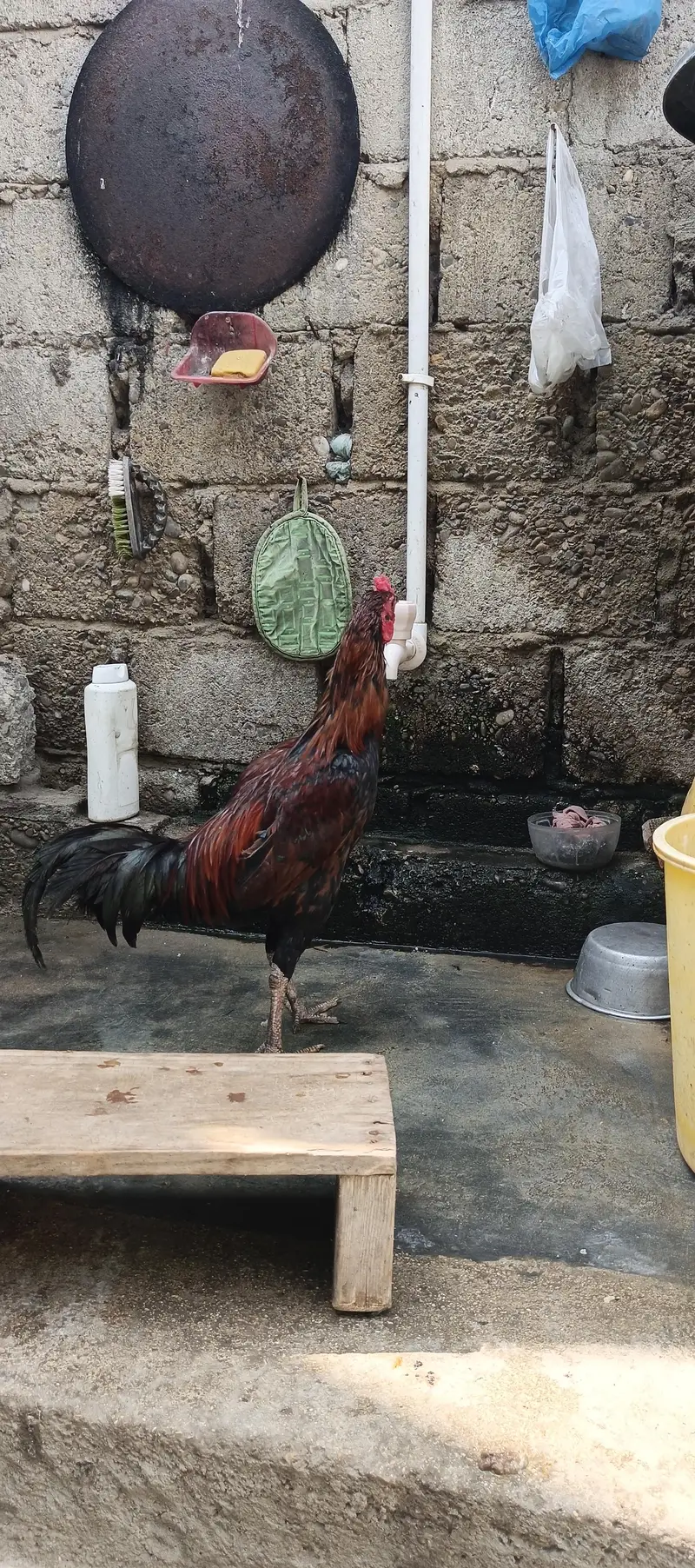 5 murgy 3 murgi 2 bachy — photo 4
