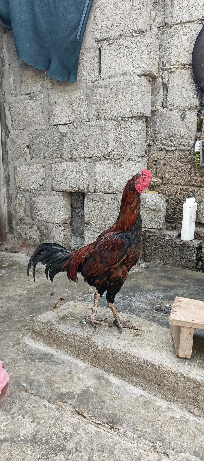 5 murgy 3 murgi 2 bachy — photo 5
