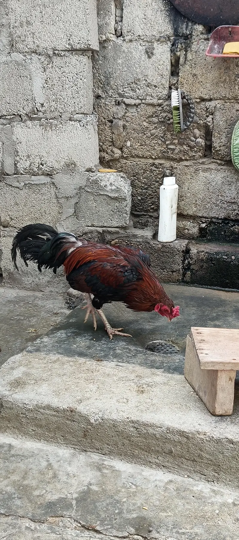 5 murgy 3 murgi 2 bachy — photo 6