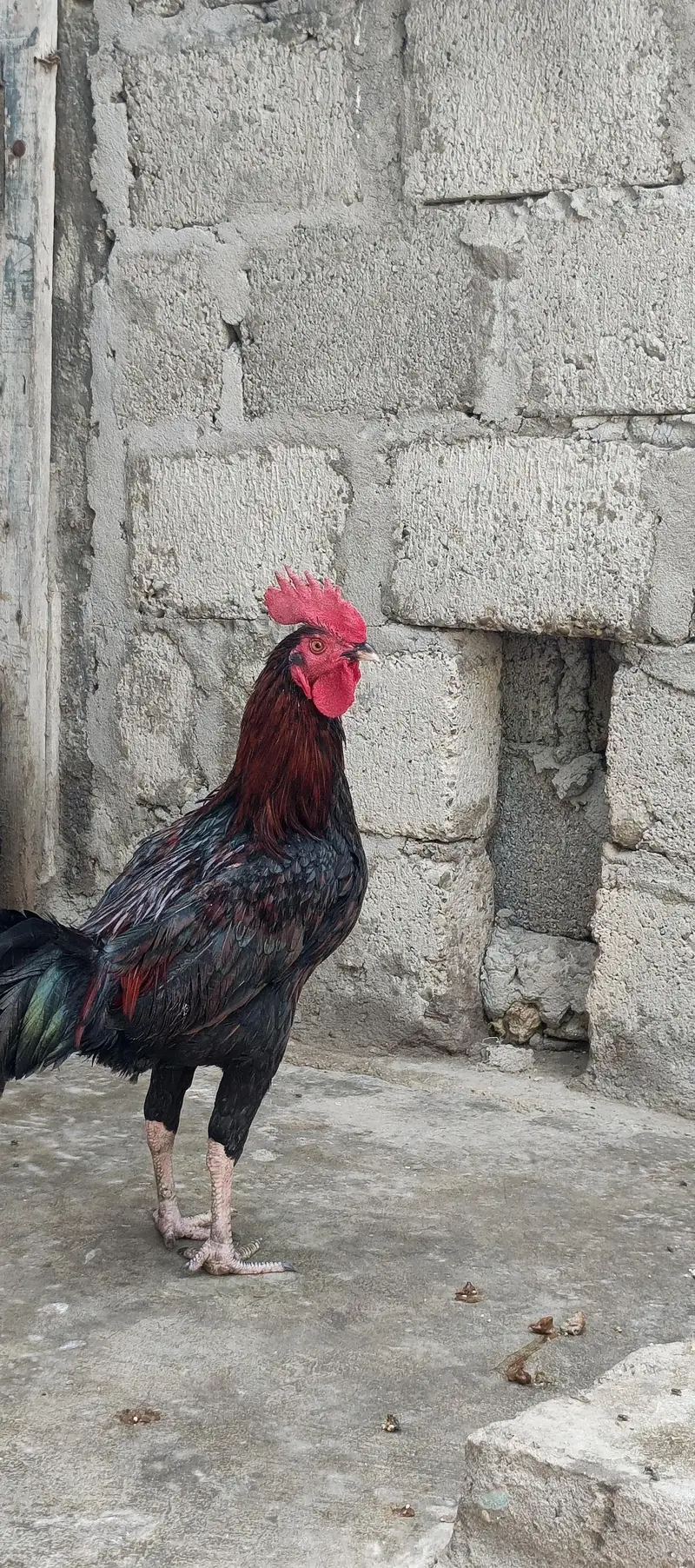 5 murgy 3 murgi 2 bachy — photo 8