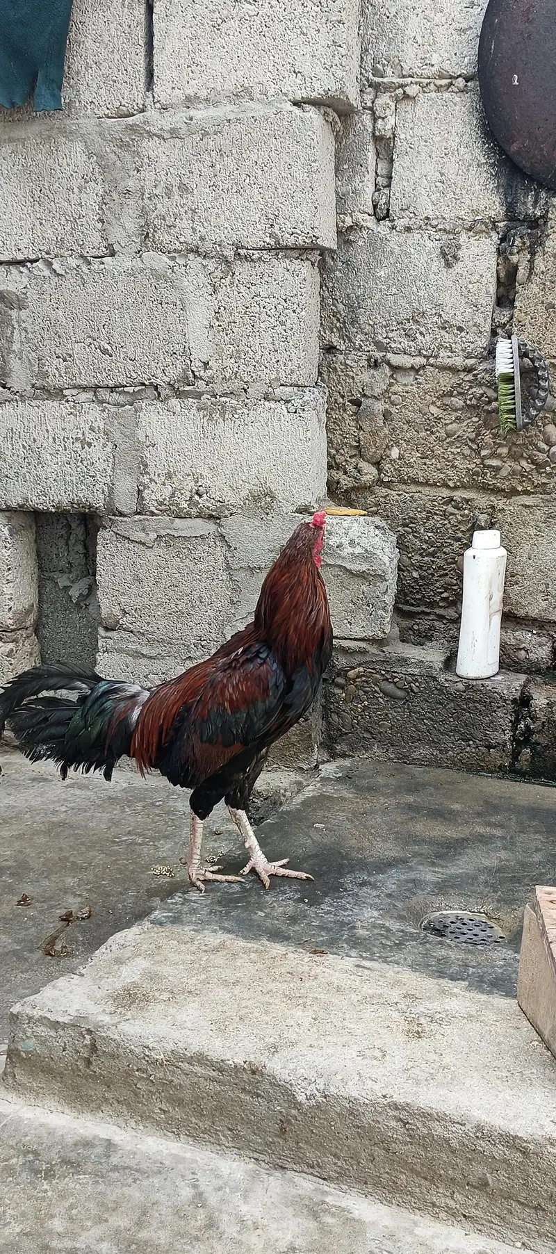 5 murgy 3 murgi 2 bachy — photo 9