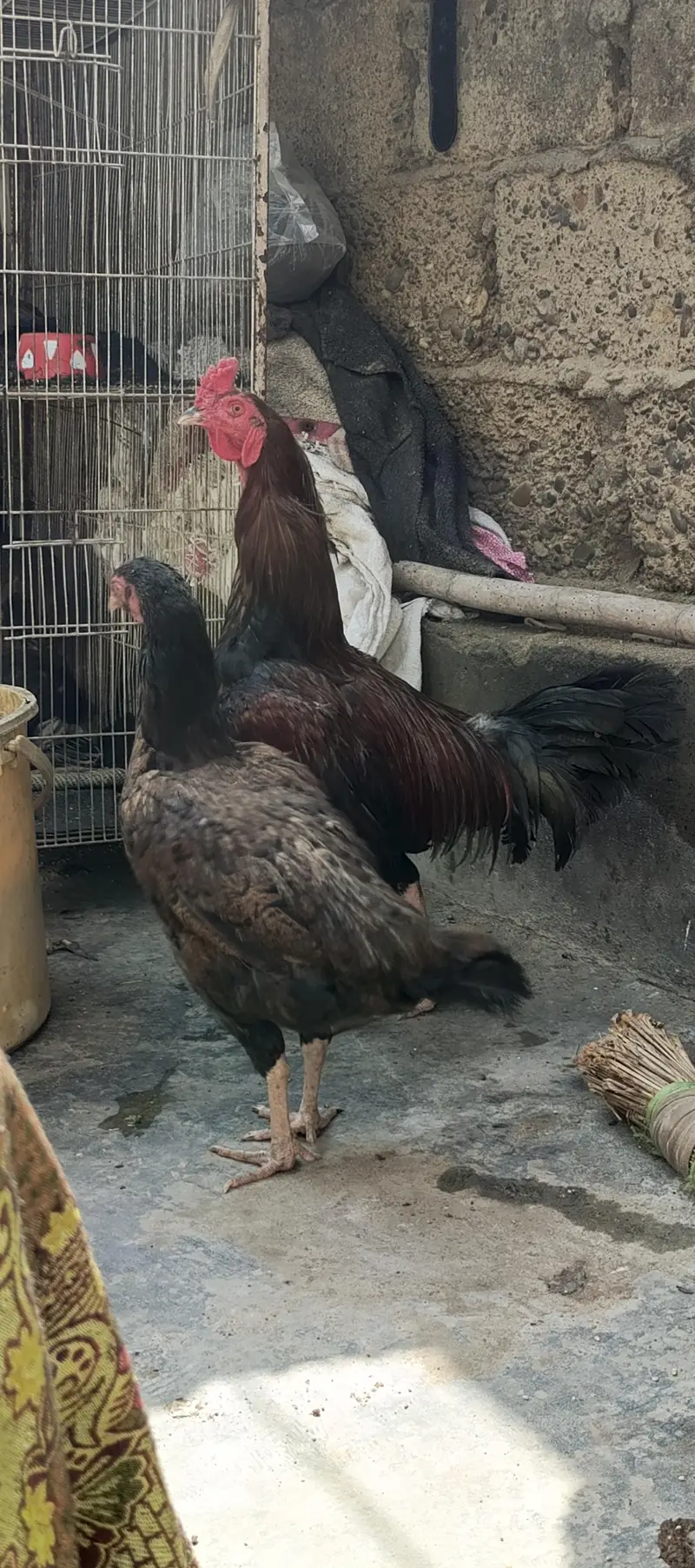 5 murgy 3 murgi 2 bachy — photo 10