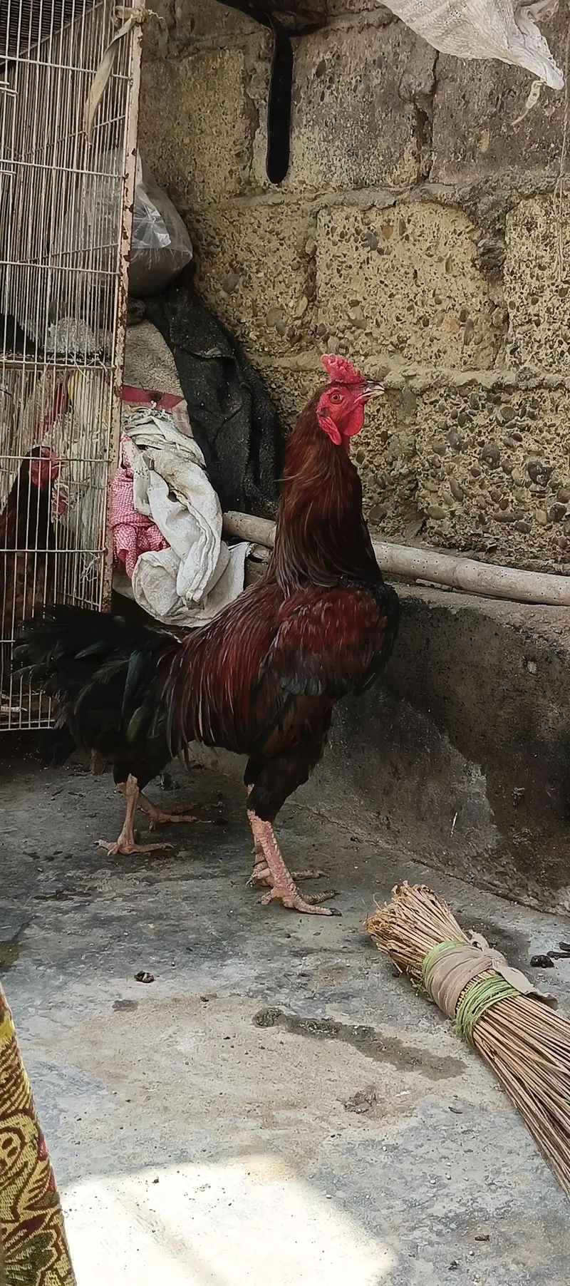 5 murgy 3 murgi 2 bachy — photo 11
