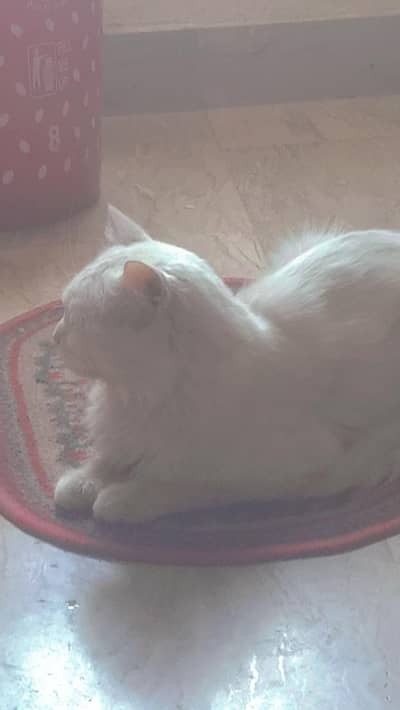 white persion cat for sale