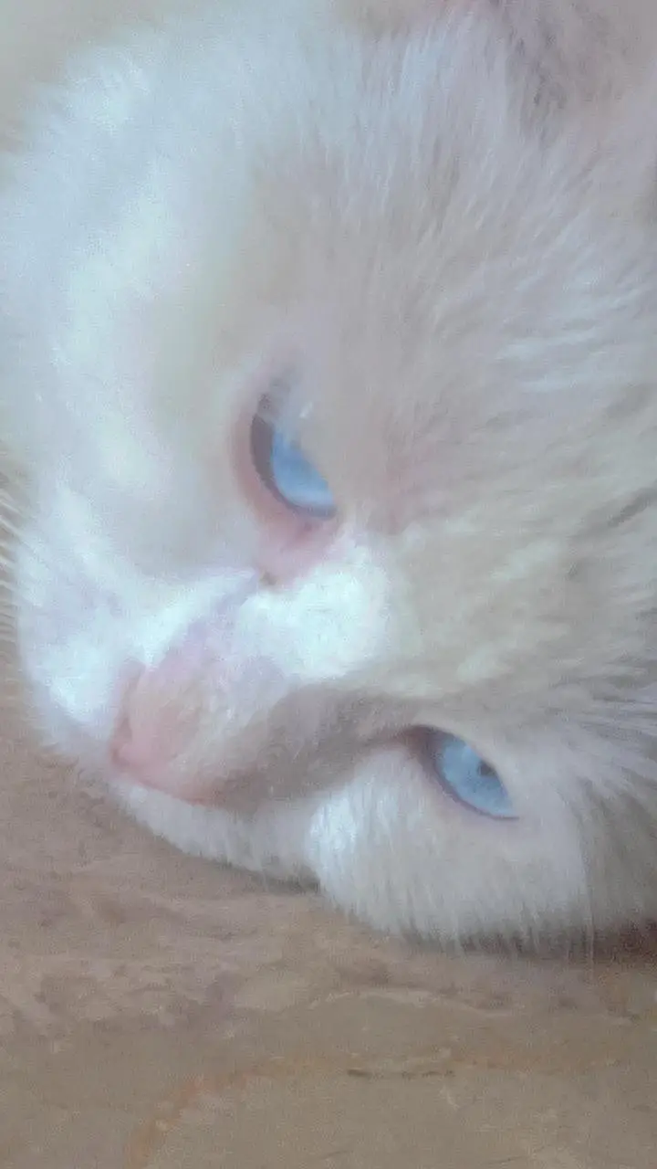 white persion cat for sale — photo 2
