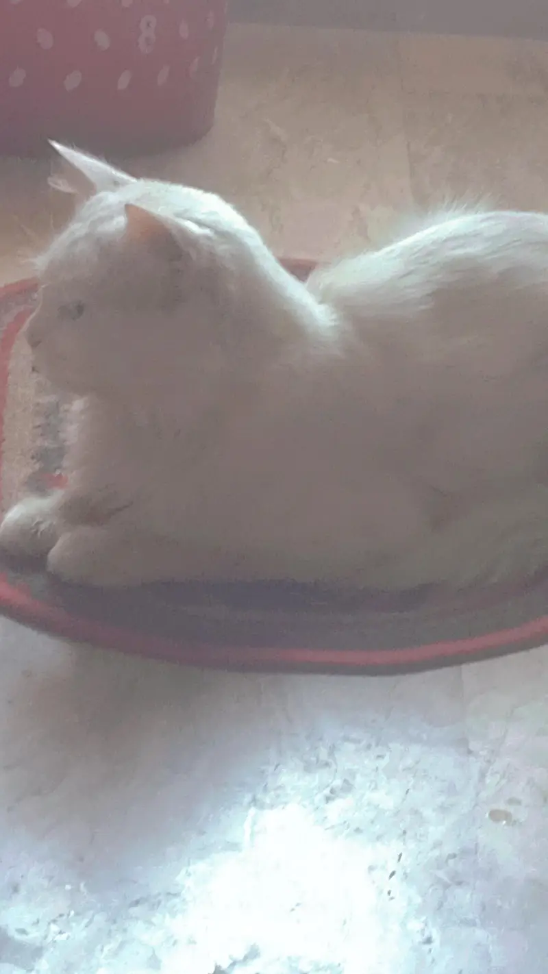 white persion cat for sale — photo 3