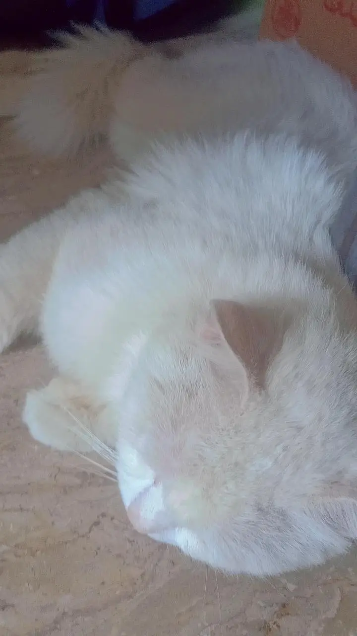 white persion cat for sale — photo 4
