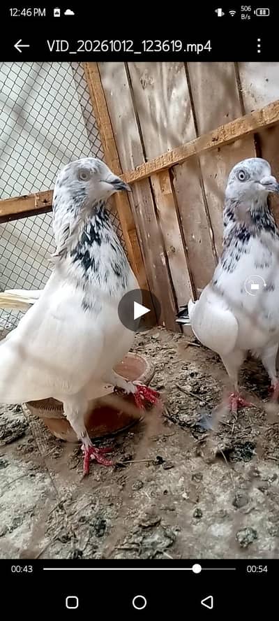 Ak pair Hai Laga Hoa Hai Ak Tady hai male