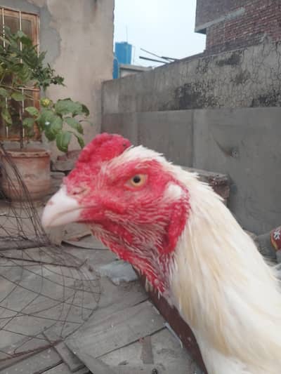 Read Add Than Contact 03214922010