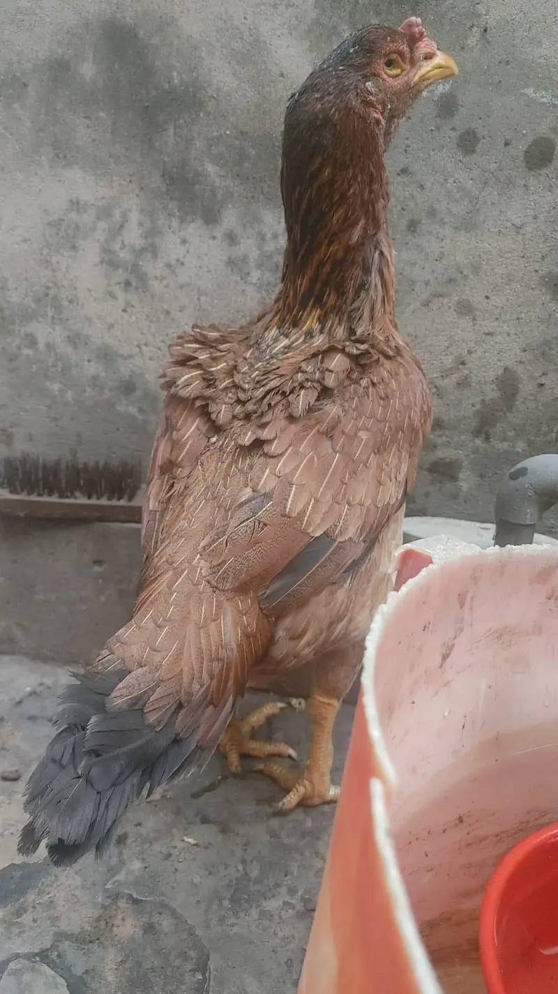 Old Bloodline Aseel Madi — photo 8
