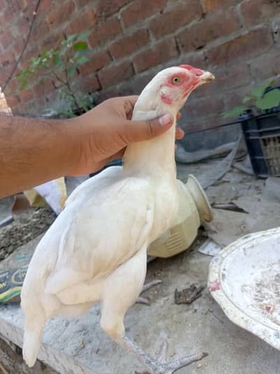 Aseel Pure Paper white Madi eggs laying