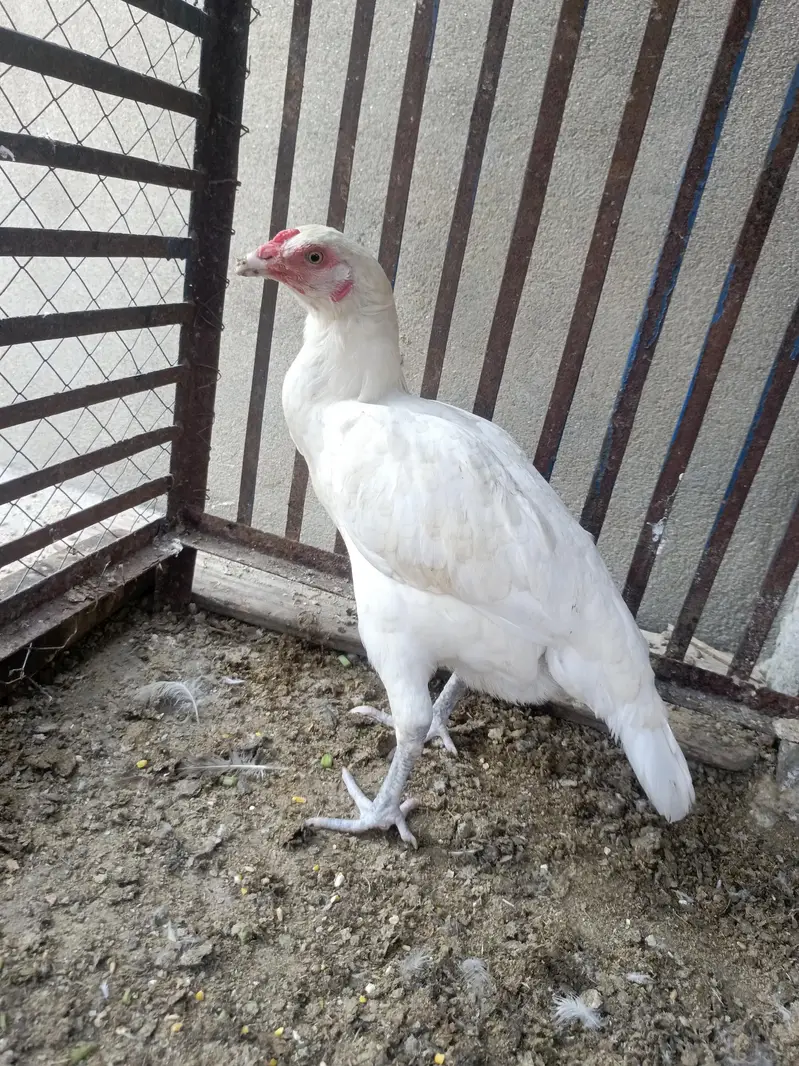 Aseel Pure Paper white Madi eggs laying — photo 2