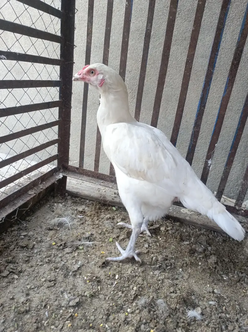 Aseel Pure Paper white Madi eggs laying — photo 3