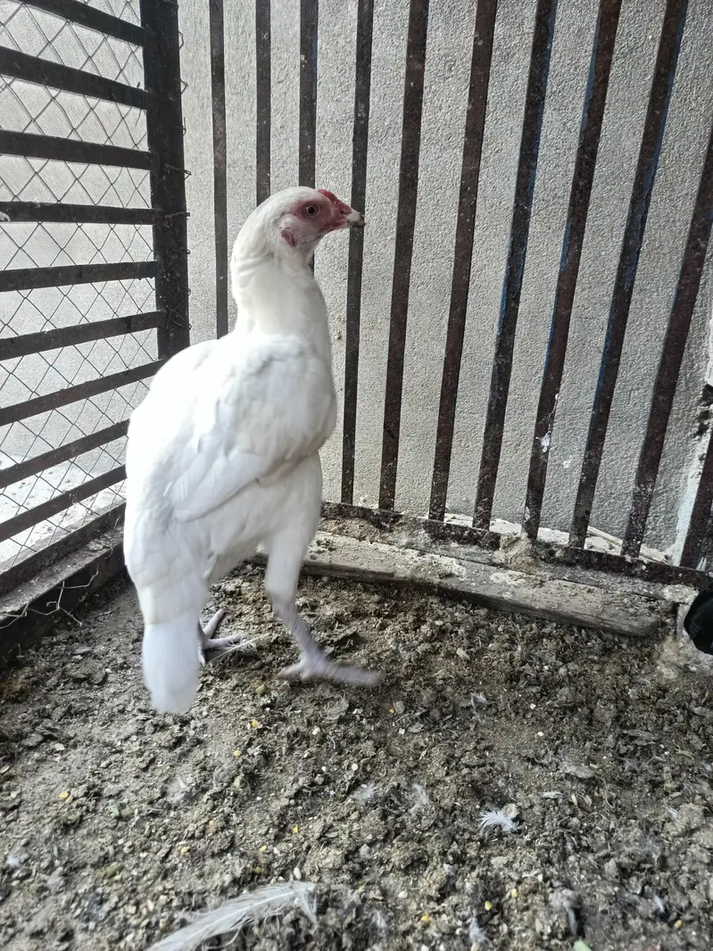 Aseel Pure Paper white Madi eggs laying — photo 4