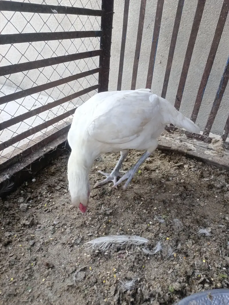 Aseel Pure Paper white Madi eggs laying — photo 5