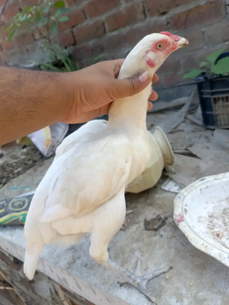 Aseel Pure Paper white Madi eggs laying — photo 6
