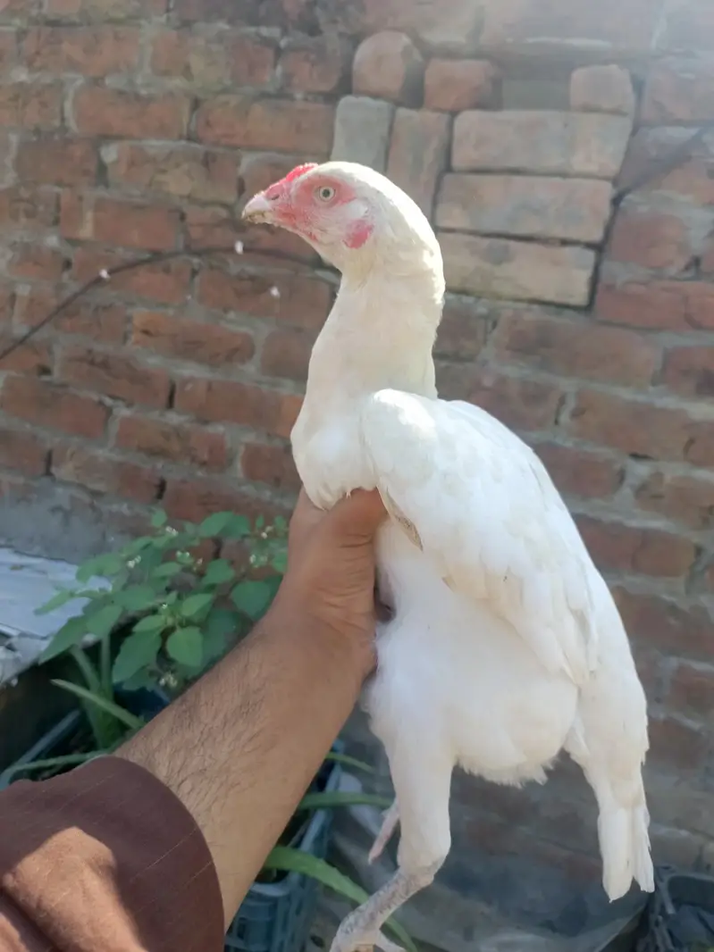 Aseel Pure Paper white Madi eggs laying — photo 7