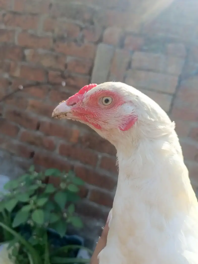 Aseel Pure Paper white Madi eggs laying — photo 8