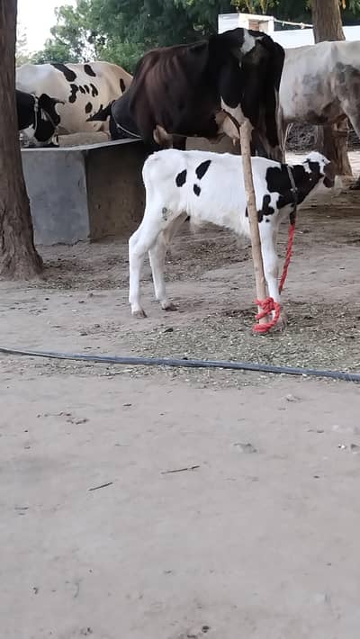 2 cow fr sale