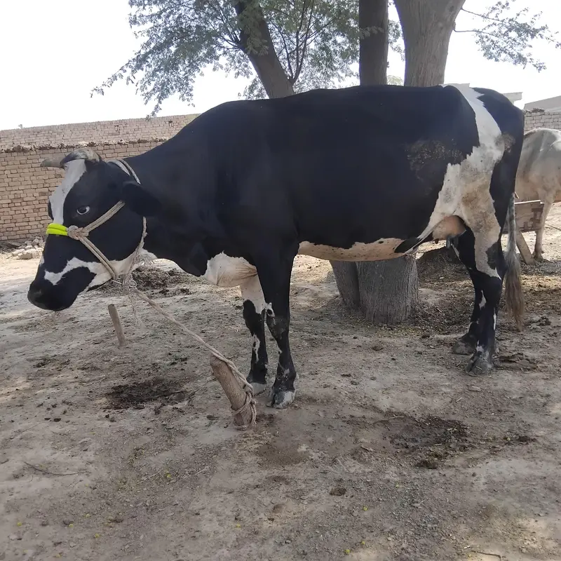 2 cow fr sale — photo 2