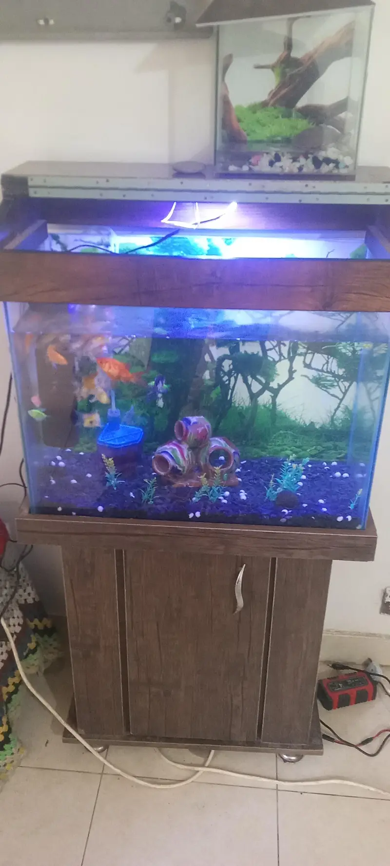 urgent sale fish aquarium — photo 2